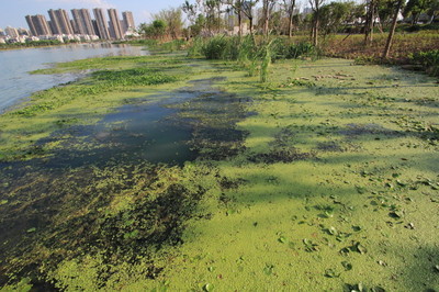 江苏省宿迁市市长专门就民便河流域水环境治理给出良方