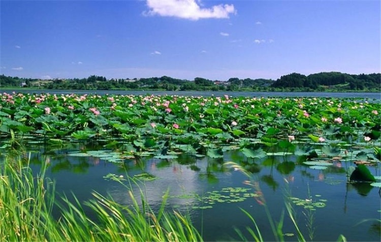 白洋淀被环保部列入"新三湖" 背后有何深意?
