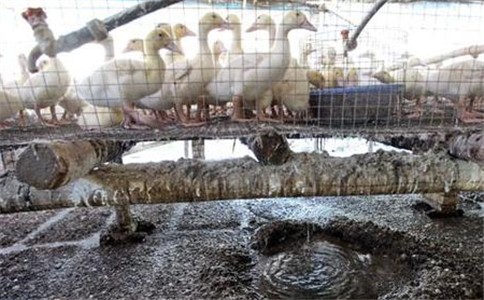 广东省河源清理畜禽养殖场3685家