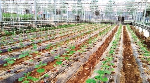 农业部推进农膜回收行动 厚膜回收已成产业链