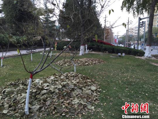 清扫成堆的落叶
