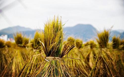 “煤改生物质”可行吗?