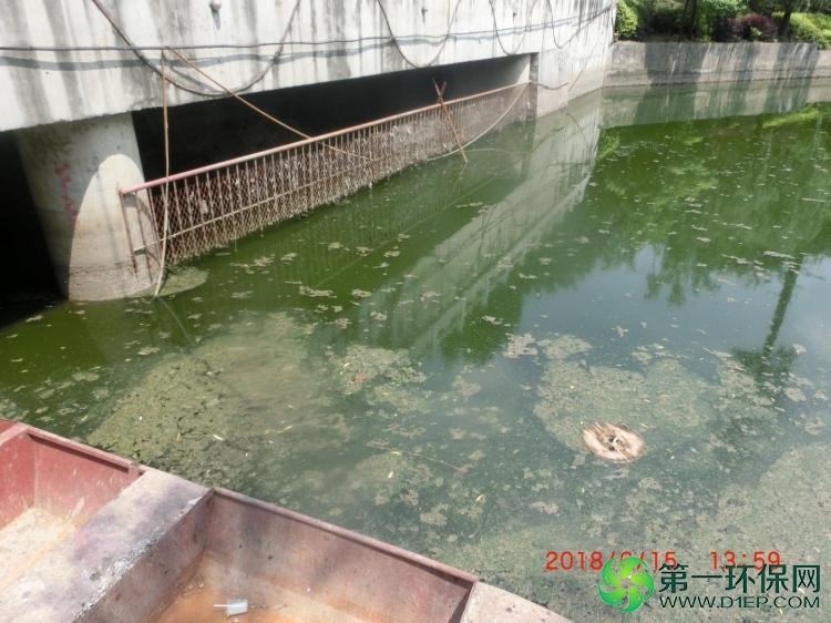绿色 绿色